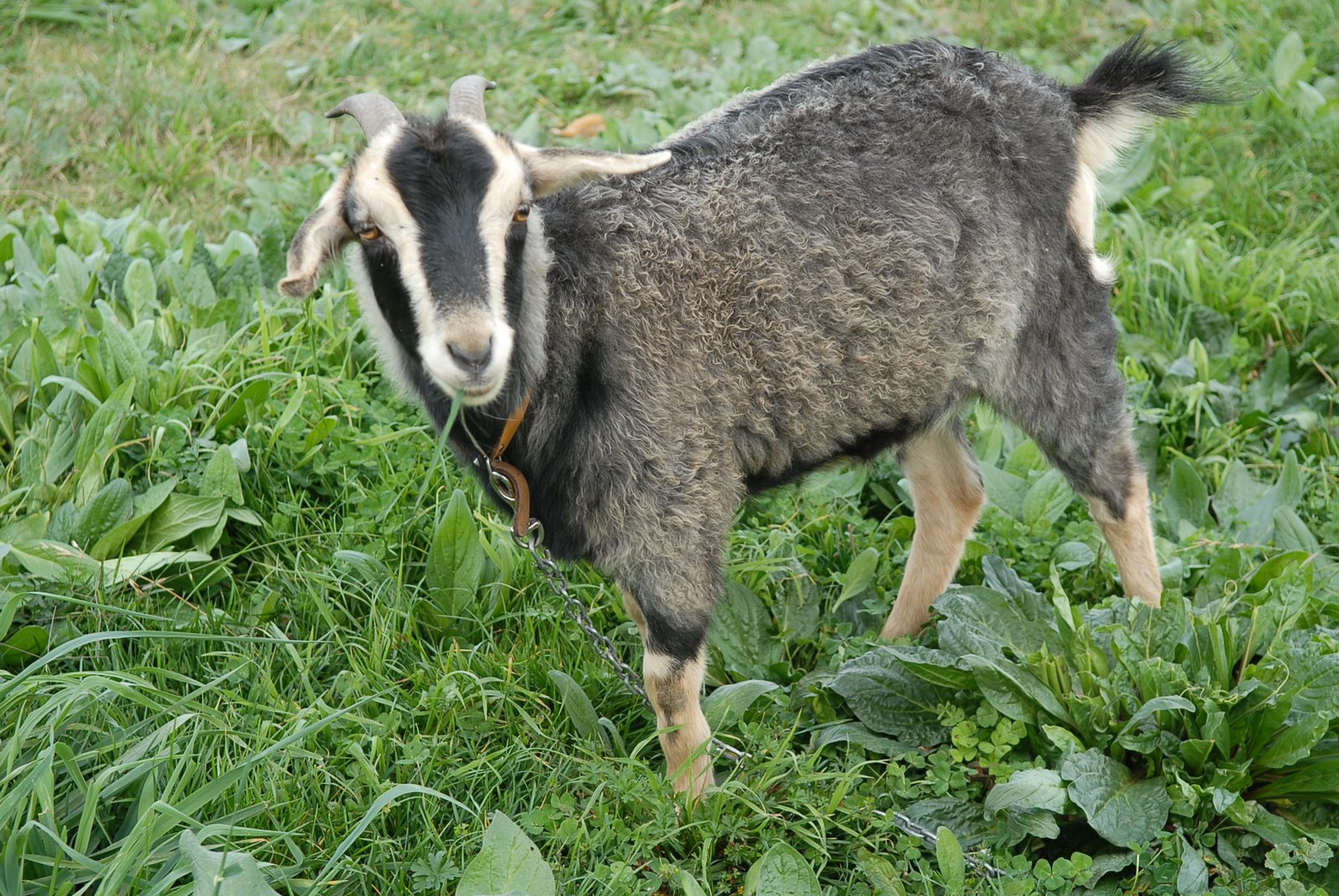 Horton Bows Naples Philharmonic